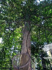 Тисс ягодный 001